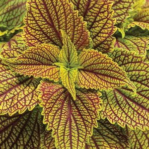 Coleus Colorblaze - 3 Inch, Golden Dreams - Yellow - Red Veins